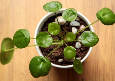 Pilea, oftewel de pannenkoekenplant 